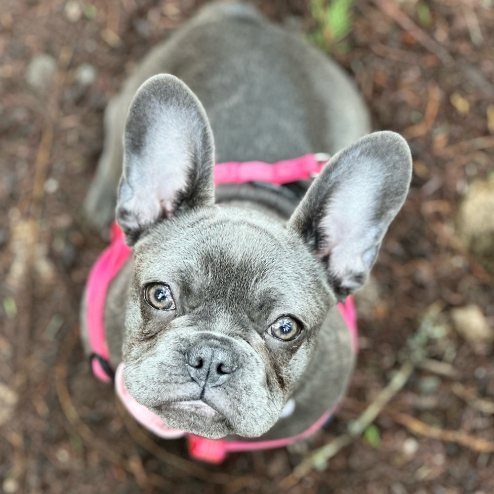 Meet your Posher, Josie